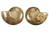 Polished, Sutured Ammonite (Argonauticeras?) Fossil - Madagascar #247504-1